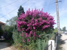 lagestromia