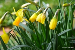 jonquilles