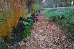 jardin automne ,petits roses 106.JPG