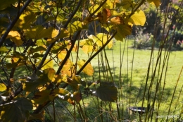 Jardin à l'automne 080.JPG