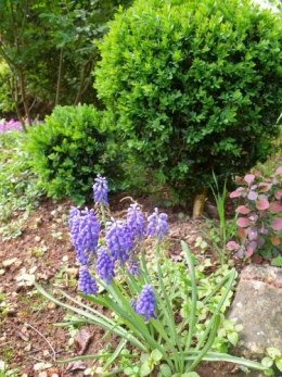jacinthes sauvages,adjuga,phlox divaricata,pensée,muscari,iris