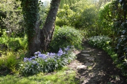 iris,arbre de judée,pivoine,Arya,viburnum,pts plants,cytise,akéb 042.JPG