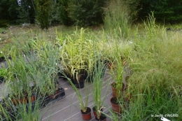 chez Willy,jardin 053.JPG
