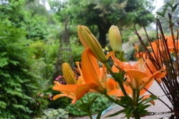 en juin jardin 092.JPG