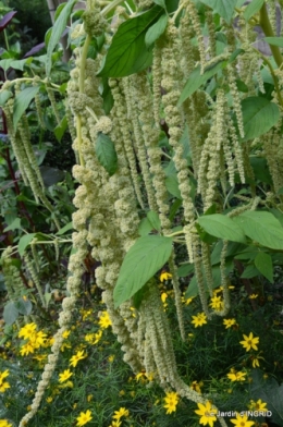 jardin,petit jardin,nénuphard,papillons 052.JPG