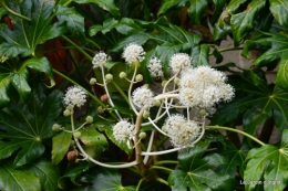 AUTOMNE,taille lantanas 008.JPG