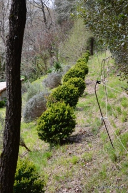 pruniers,jacinthes,jonquilles 001.JPG