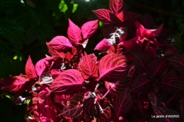 jachère,couleur,bouquet 013.JPG