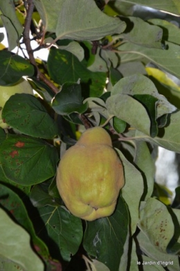 jardin,fruits,Caro,papillons,manthe religieuse,Lalinde 062-001.JPG