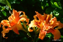 hemerocalles,sentier des cygnes,albizias,bouquet dahlias 076.JPG