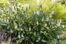 geais,jardin,printemps 072.JPG