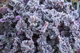 givre,jardin,bouquet 024.JPG