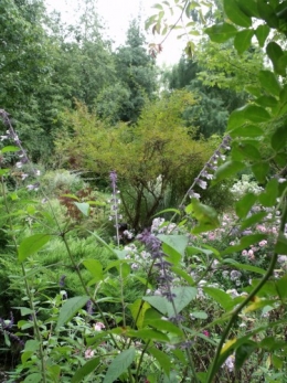 fuschias,sauges,asters,pour le troc, 047.JPG