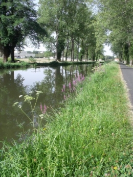 canal,lythum,berce,filipendule