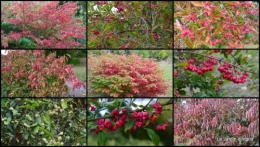 2014-10-06 jardin,St Avit Seigneur brocante,Neuvic fête des plantes1.jpg