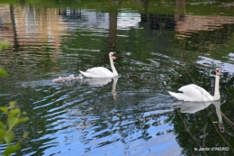 bébés cygnes,iris,clématite 006.JPG