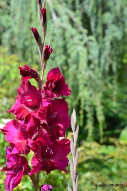 jardin,papillons,Cadouin,légumes,Sophie, 075.JPG