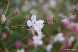 Fleurettes,Dordogne,jardin 122.JPG