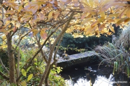 merles,pluie,jardin,automne 060.JPG