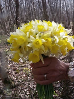 nicky et les jonquilles 036.JPG