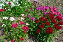 fête de la fraise Vergt,roses jardin 126.JPG