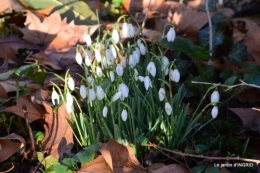 oiseaux,crocus,composition,le Sol 087.JPG