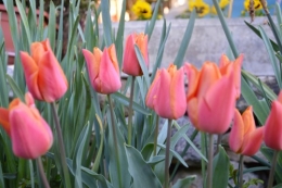 avant tonte,après,euphorbes,tulipes botaniques,autres 102.JPG