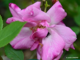jardin printemps 116.JPG