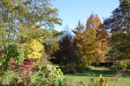 petit érable,le canal et lejardin àl'automne 027.JPG