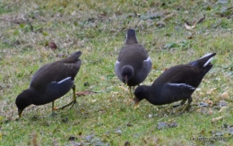 les oiseaux,les poules d'eau 134.JPG