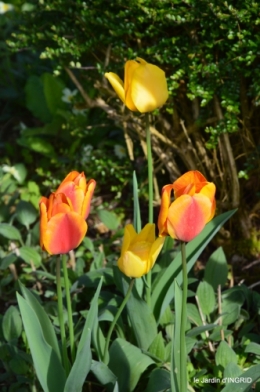 première roses,achats,jardin blanc 031.JPG