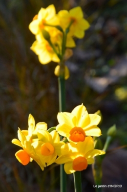 fleurs de janvier ,coucher de soleil,compo de tulipes 036.JPG