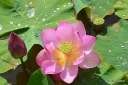 les jardins d'eau de Carsac 125.JPG