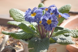 givre,primevère bleue,jonquilles,nichoirs 050.JPG
