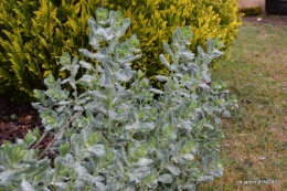 oiseaux cacaouettes gouttes,petits fruits 048.JPG
