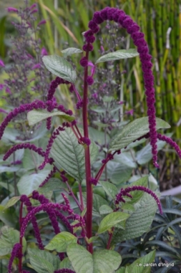 mon coin,Monique,les oies,mon jardin 054.JPG