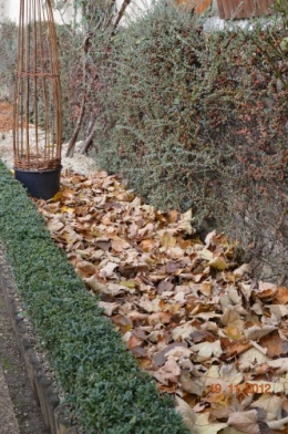 plectanthrus,taille avec fabien albizia,automne 103.JPG