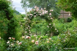 roses,poule d'eau,bébés cygnes, 014.JPG