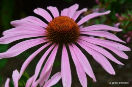 tour de France,jardinde Mme Peyrichou 016.JPG