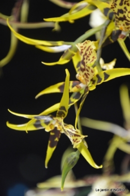 canal,jardin,Mombazillac,bonzais,orchidées 145.JPG