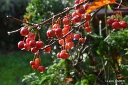 troc,automne,serre 057.JPG