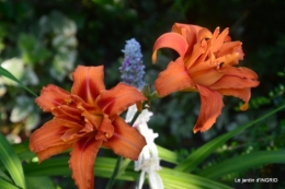 hémérocalles,les filles,les cygnes,la passerelle,moi,jardin 090.JPG