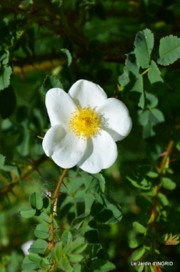 Cadouin,ancolies,roses,pollen,osier,photos Fabien,coquelicots 138.JPG