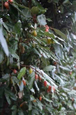 oiseaux cacaouettes gouttes,petits fruits 077.JPG