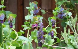 Cerinthe-major-Purpurescens-with-Bee.jpg