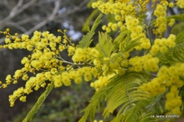 mimosa,travaux,fin de Nikky 001.JPG