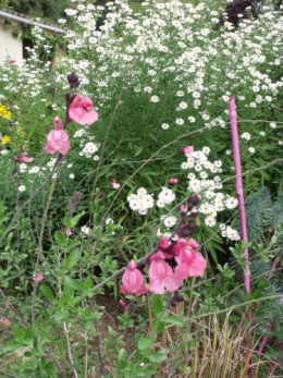 fuschias,sauges,asters,pour le troc, 059.JPG