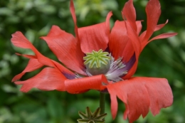 tour du jardin en juin 051.JPG