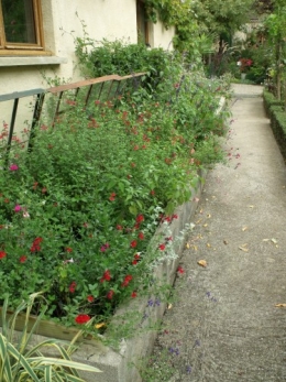 fuschias,sauges,asters,pour le troc, 064.JPG