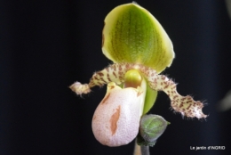 canal,jardin,Mombazillac,bonzais,orchidées 148.JPG